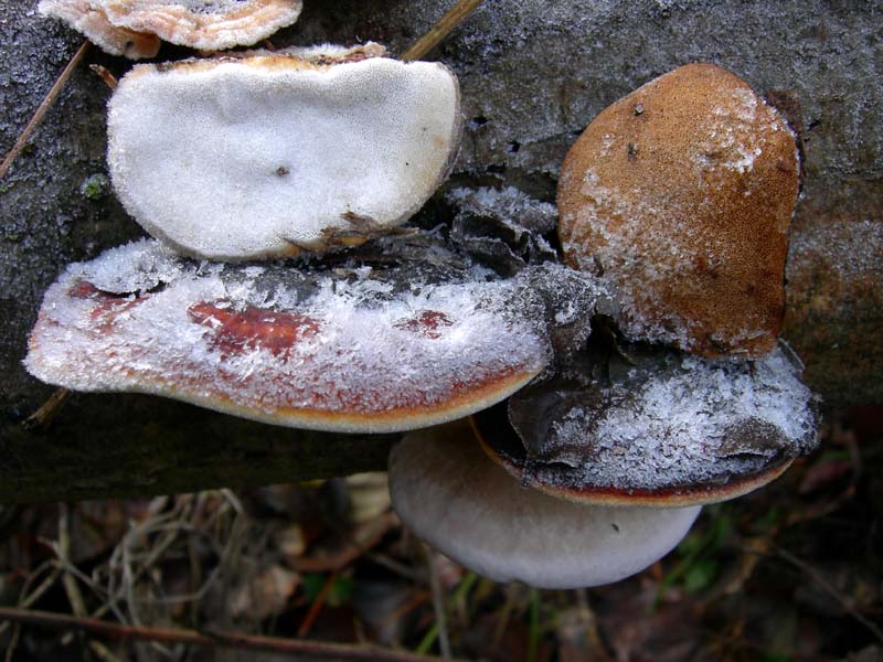 A caccia di Pleurotus.....parte2.