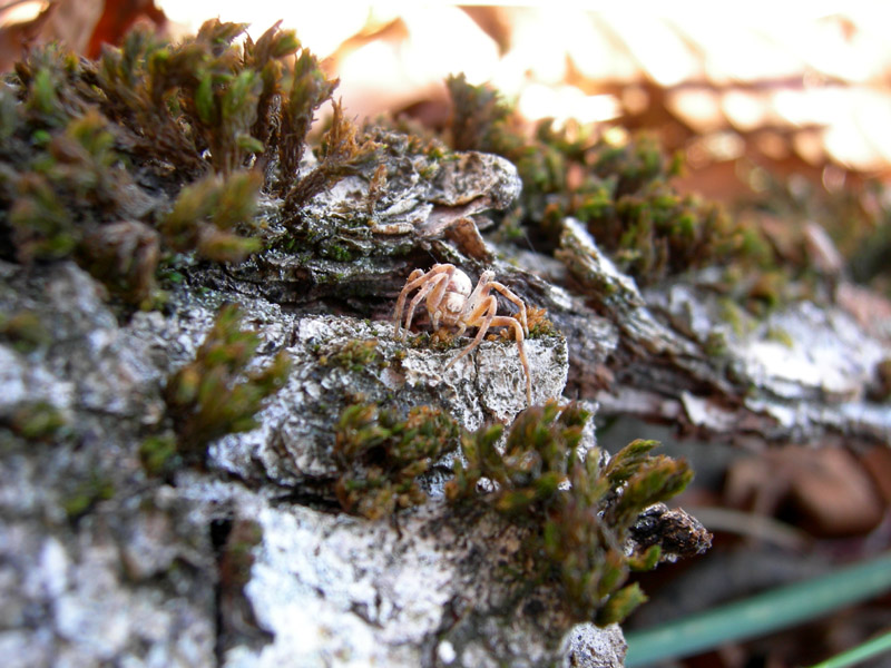 Philodromidae. Gnaphosidae, Theridiidae ........
