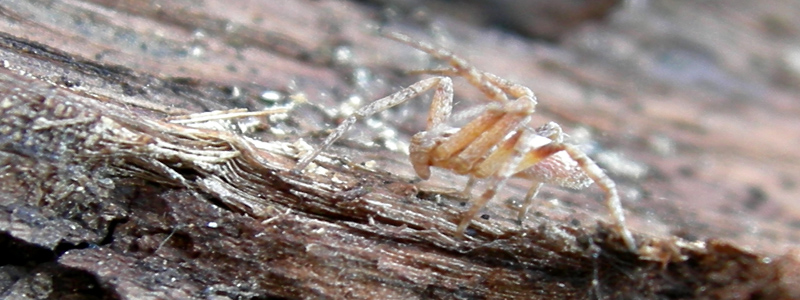 Philodromidae. Gnaphosidae, Theridiidae ........