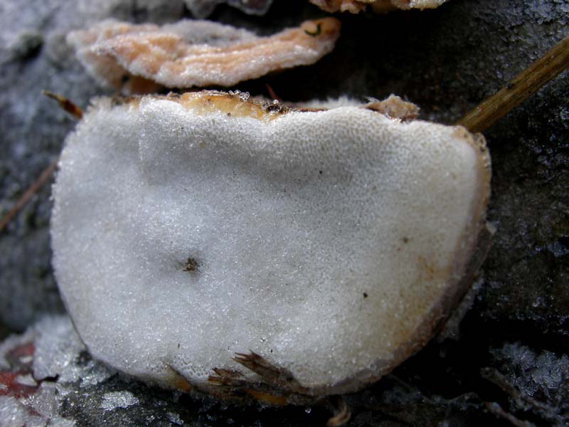 A caccia di Pleurotus.....parte2.