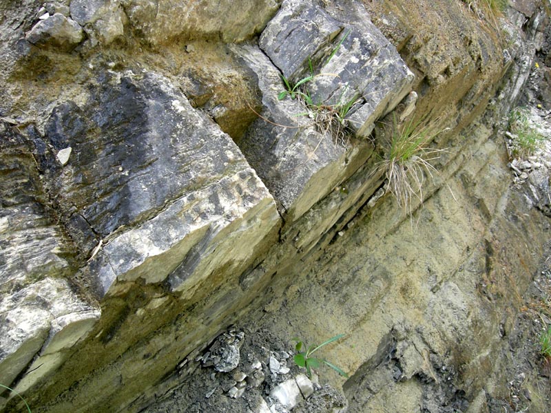 Opiliones dal trentino: Gyas annulatus