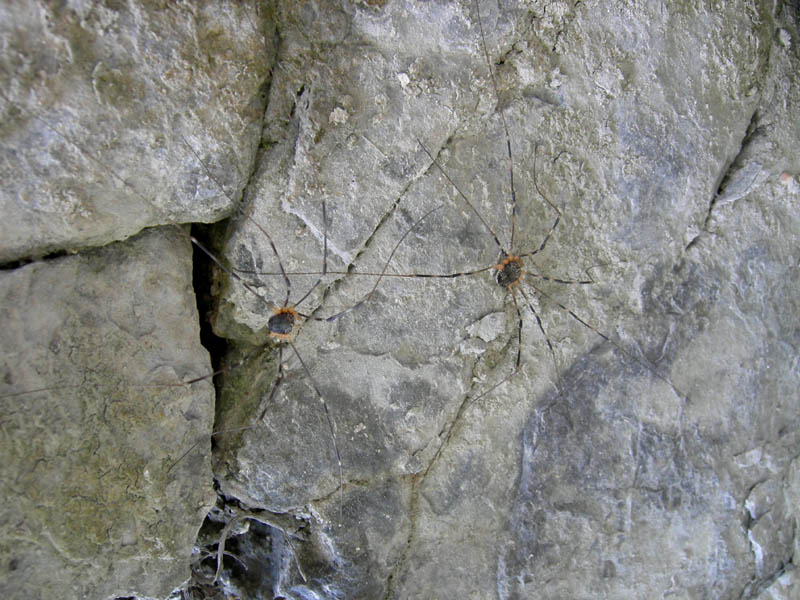 Opiliones dal trentino: Gyas annulatus