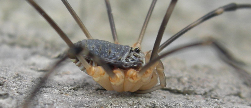 Opiliones dal trentino: Gyas annulatus