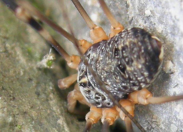 Opiliones dal trentino: Gyas annulatus