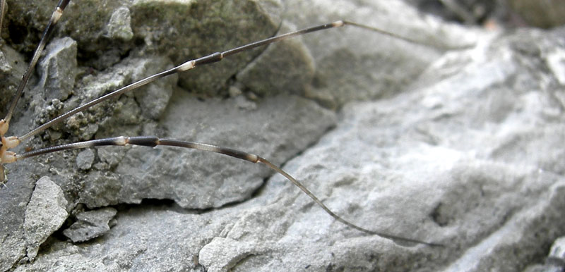 Opiliones dal trentino: Gyas annulatus