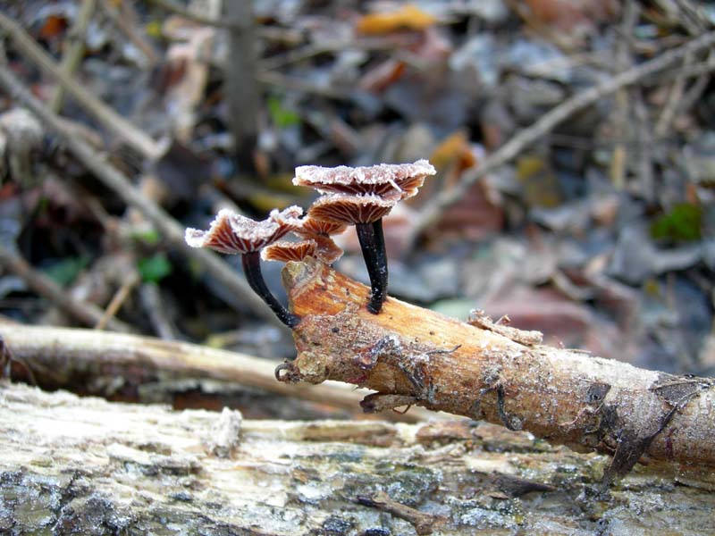 A caccia di Pleurotus.....parte2.