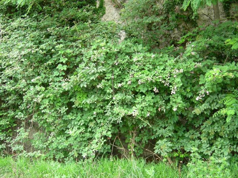 Rubus ulmifolius