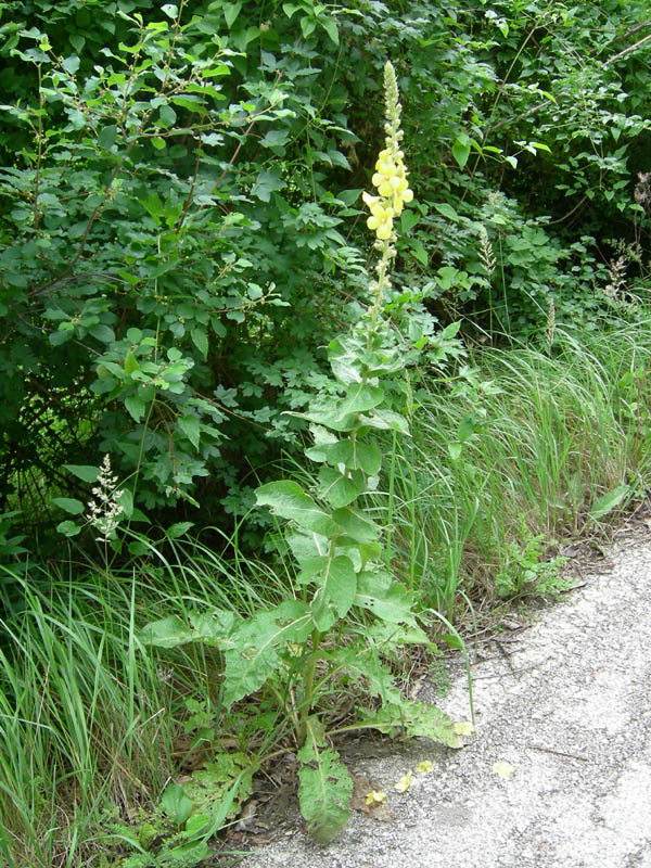 Verbascum phlomoides / Verbasco barbarastio