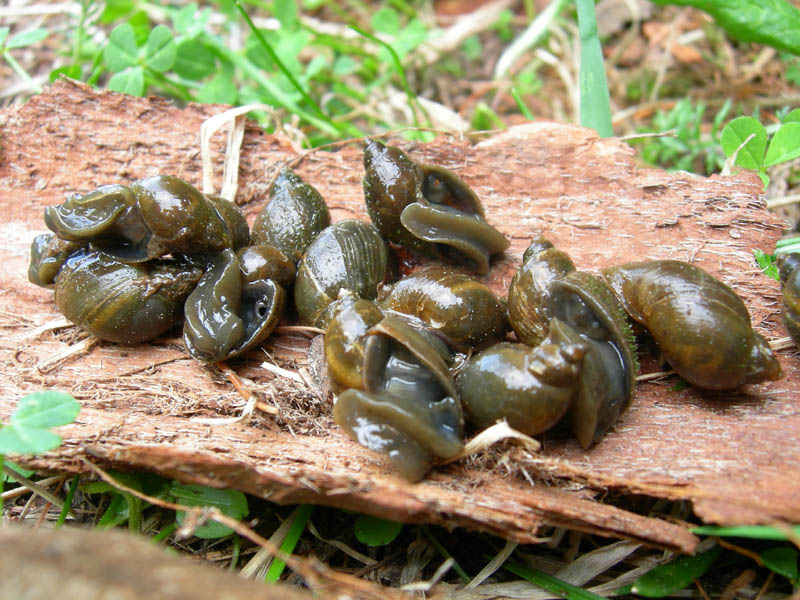 Radix labiata (=peregra)
