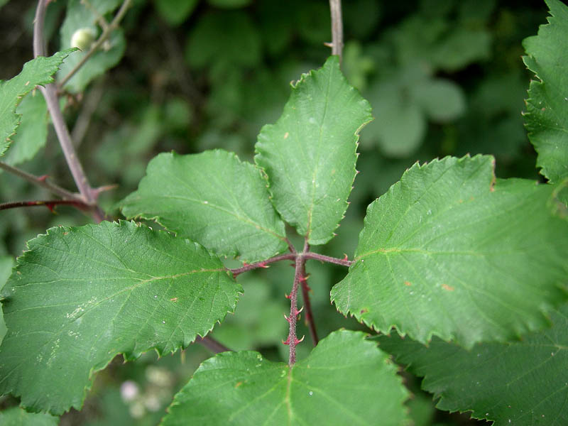 Rubus ulmifolius
