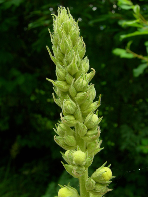 Verbascum phlomoides / Verbasco barbarastio