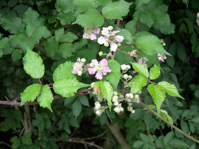 Rubus ulmifolius