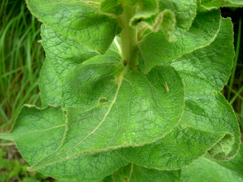 Verbascum phlomoides / Verbasco barbarastio