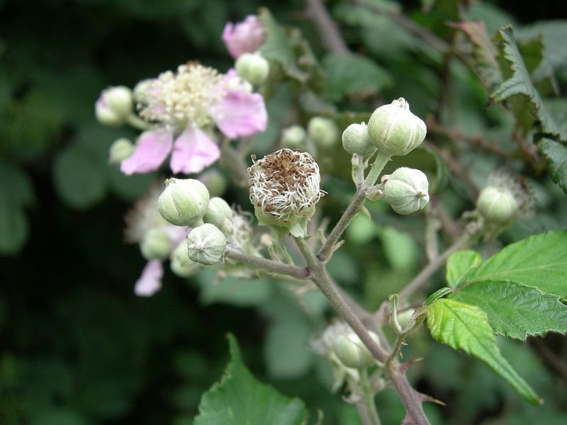 Rubus ulmifolius