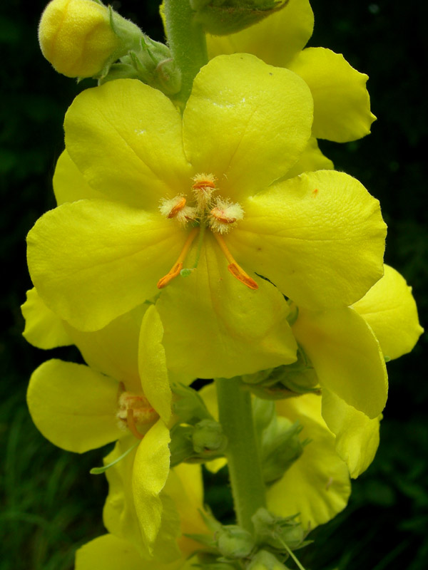 Verbascum phlomoides / Verbasco barbarastio