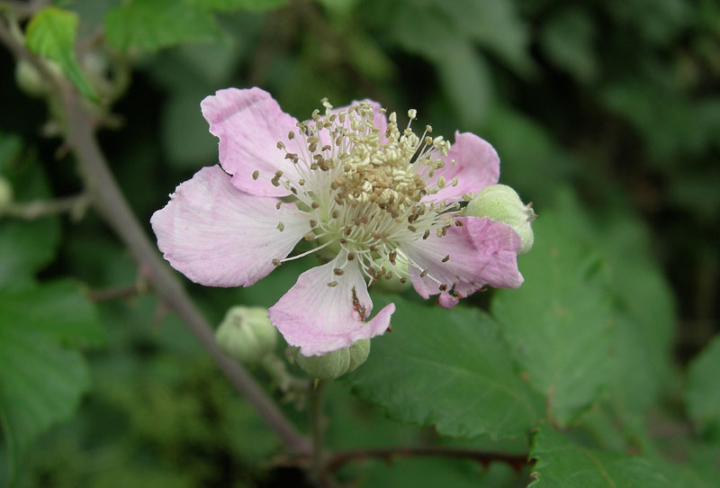 Rubus ulmifolius