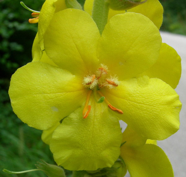 Verbascum phlomoides / Verbasco barbarastio