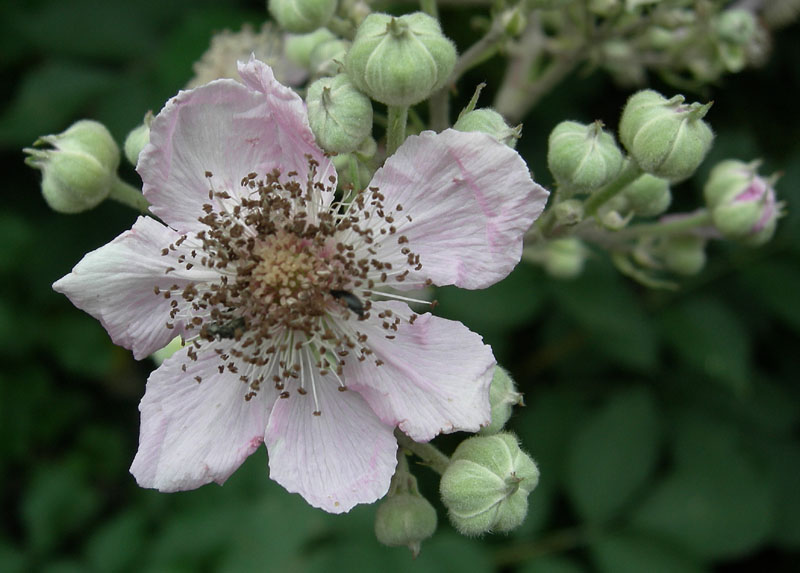 Rubus ulmifolius