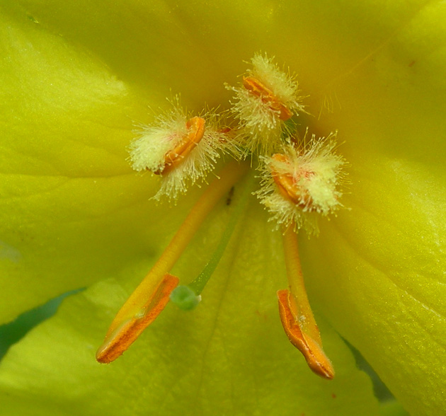 Verbascum phlomoides / Verbasco barbarastio