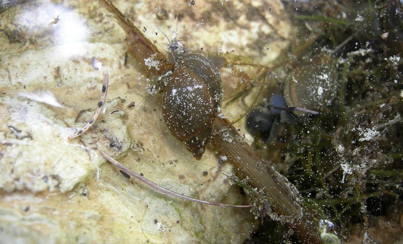 Radix labiata (=peregra)