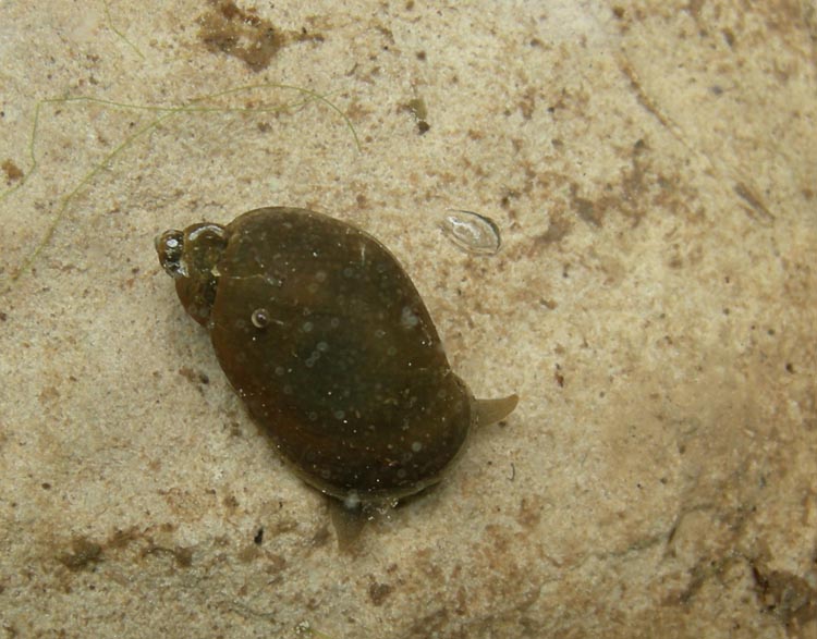 Radix labiata (=peregra)