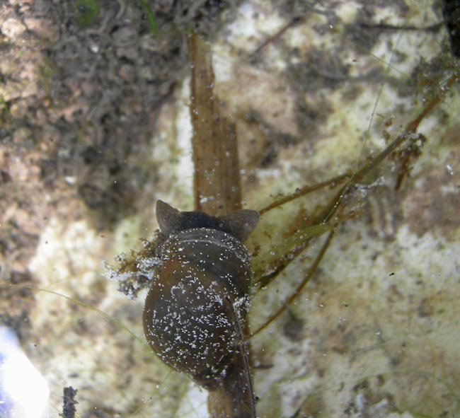 Radix labiata (=peregra)