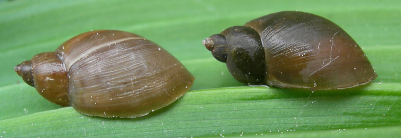 Radix labiata (=peregra)