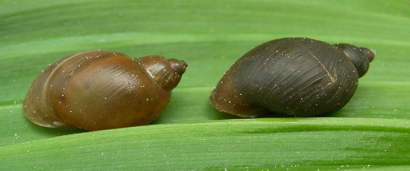 Radix labiata (=peregra)