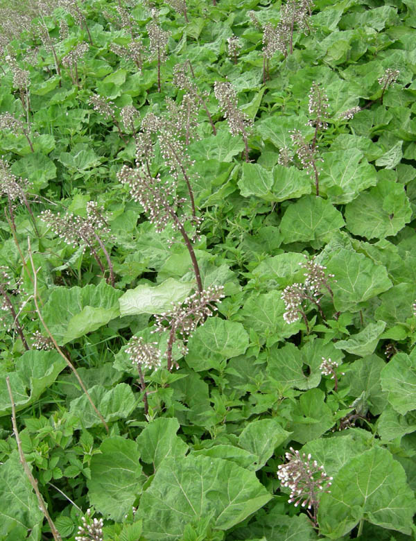 Petasites paradoxus