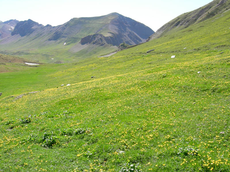 ma quanti sono ???- cfr. Ranunculus montanus s.l.