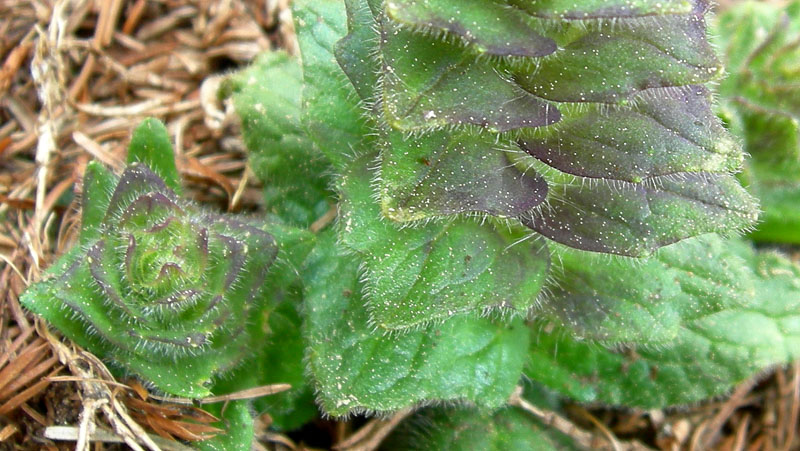 Ajuga piramidalis / Aiuga piramidale