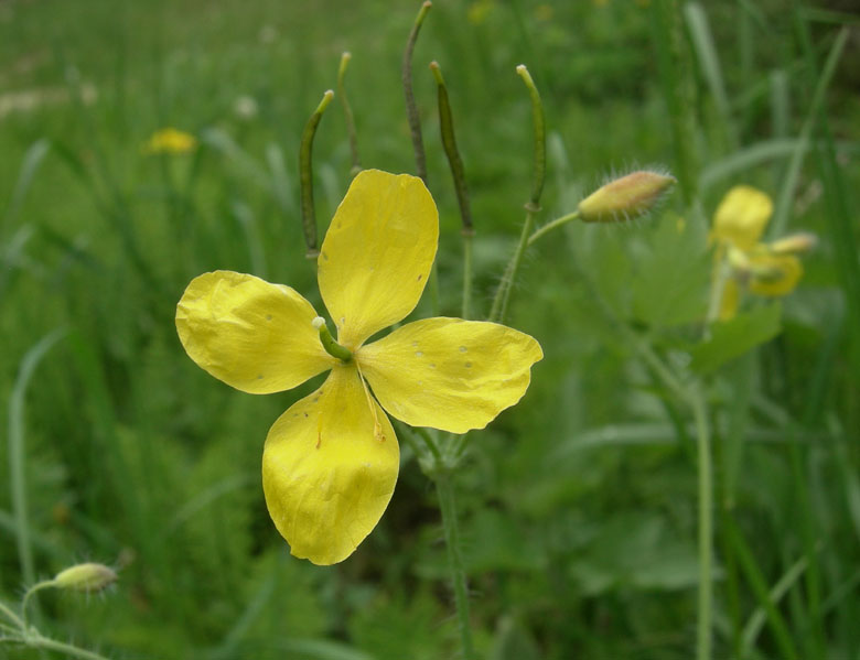 Chelidonium majus