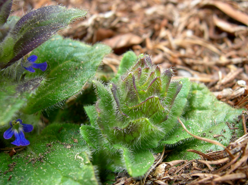 Ajuga piramidalis / Aiuga piramidale