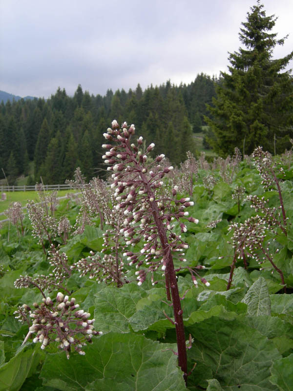 Petasites paradoxus