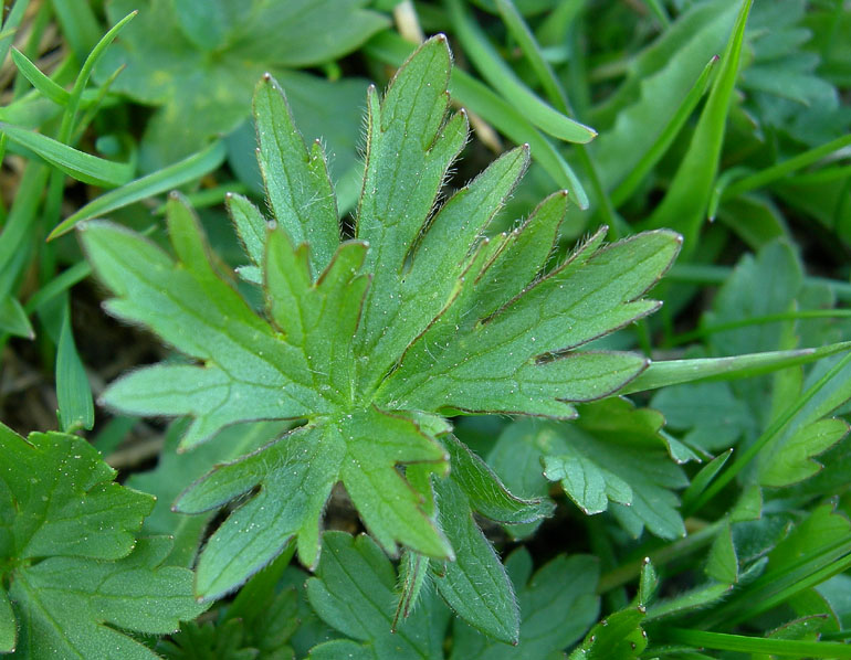 ma quanti sono ???- cfr. Ranunculus montanus s.l.