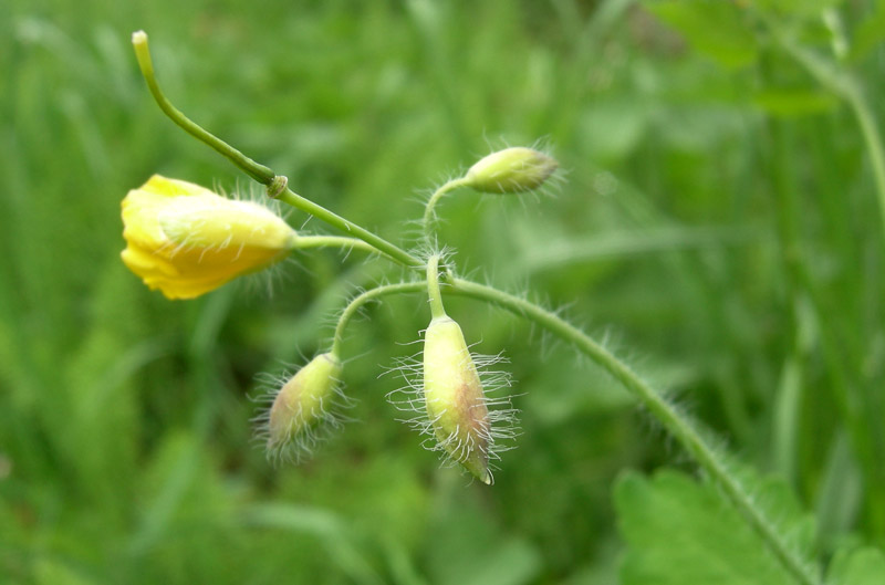 Chelidonium majus