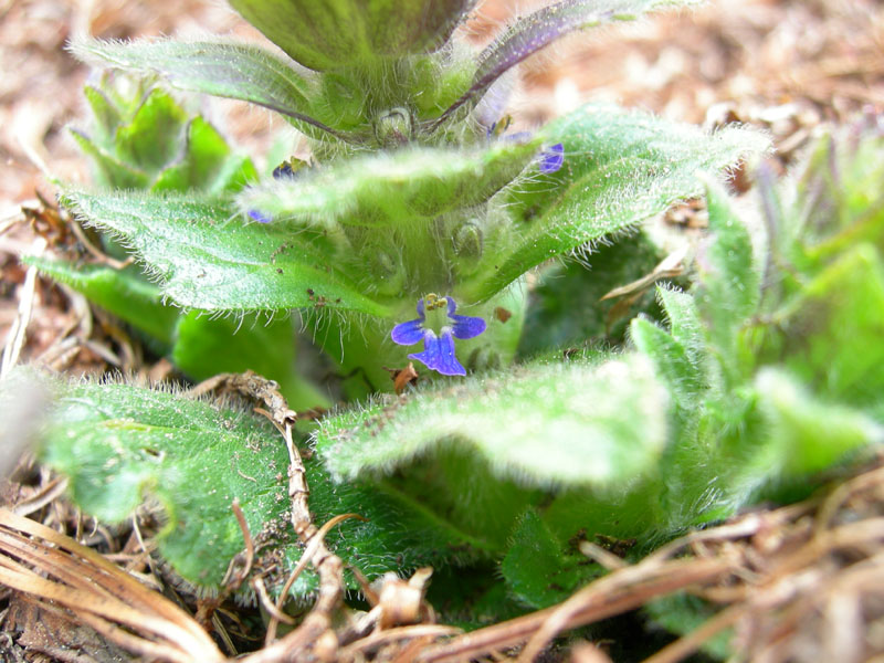 Ajuga piramidalis / Aiuga piramidale