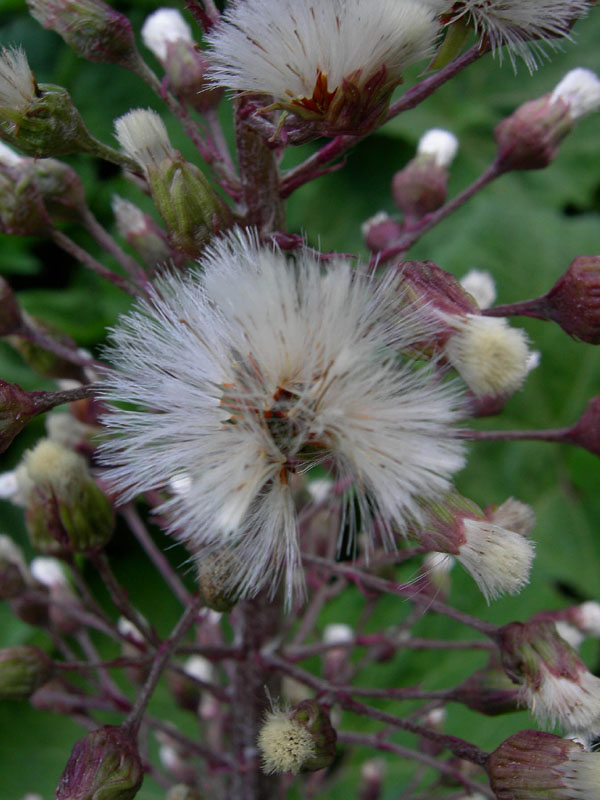 Petasites paradoxus