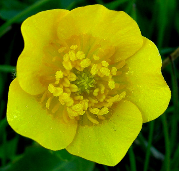 ma quanti sono ???- cfr. Ranunculus montanus s.l.