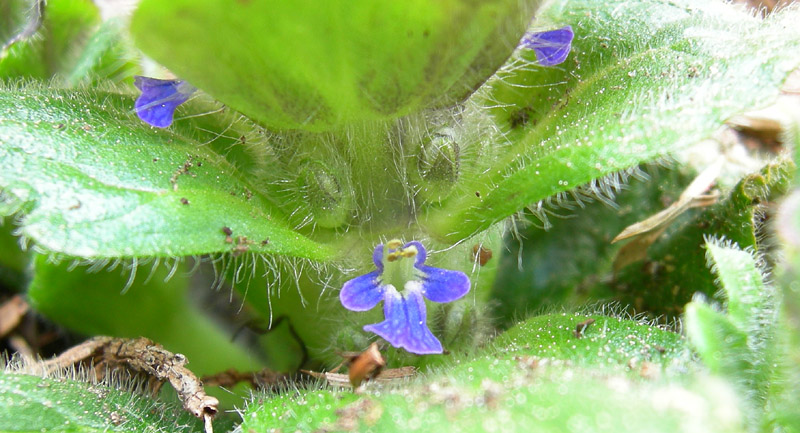 Ajuga piramidalis / Aiuga piramidale