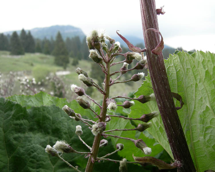 Petasites paradoxus