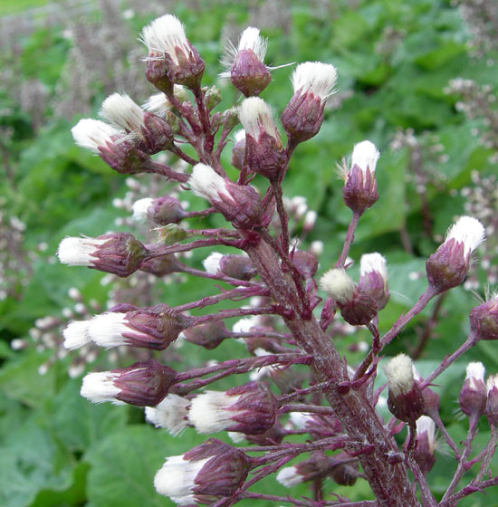 Petasites paradoxus
