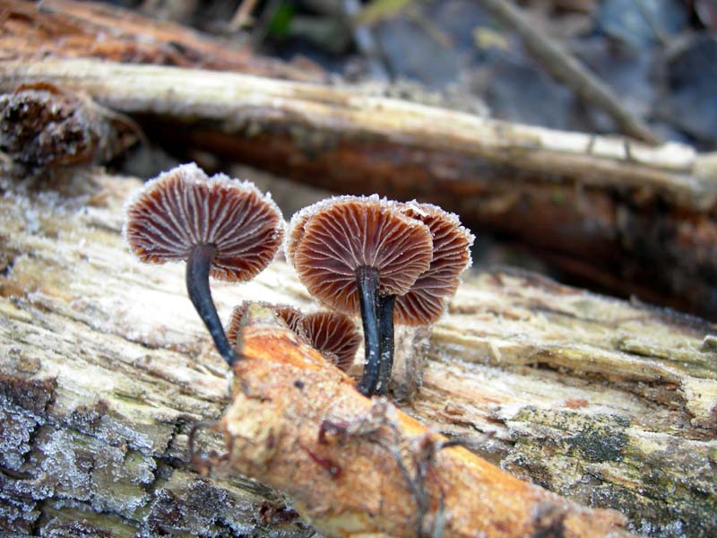 A caccia di Pleurotus.....parte2.