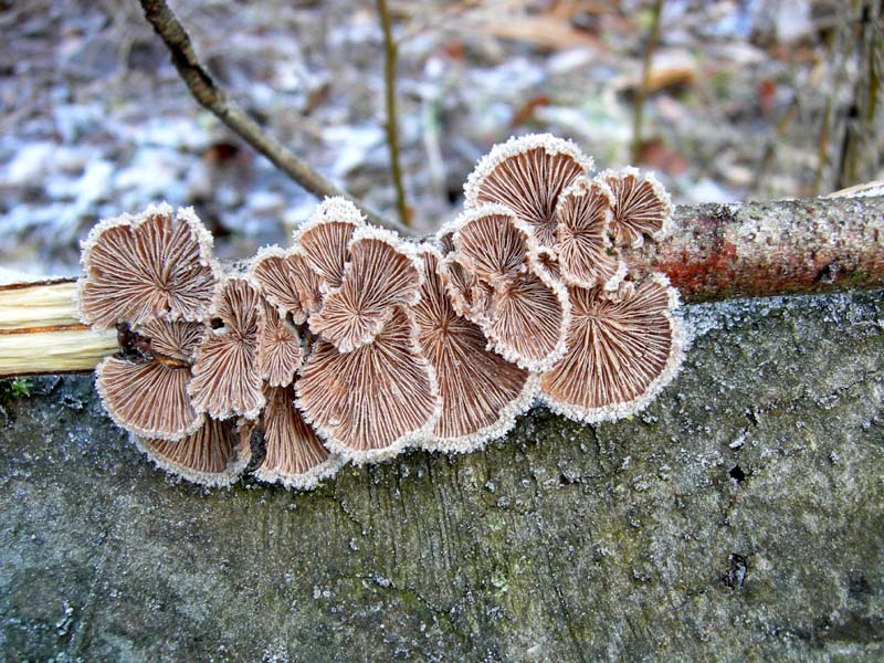 A caccia di Pleurotus.....parte2.