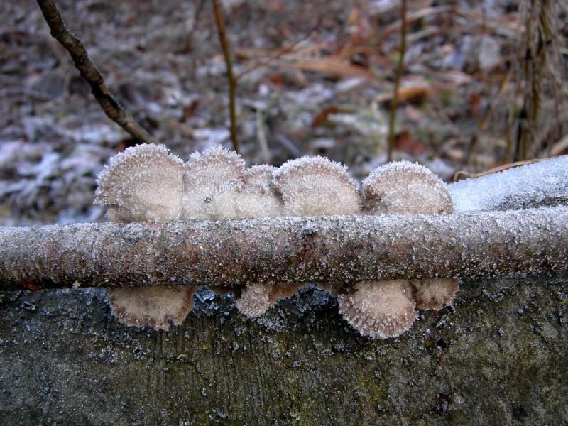 A caccia di Pleurotus.....parte2.