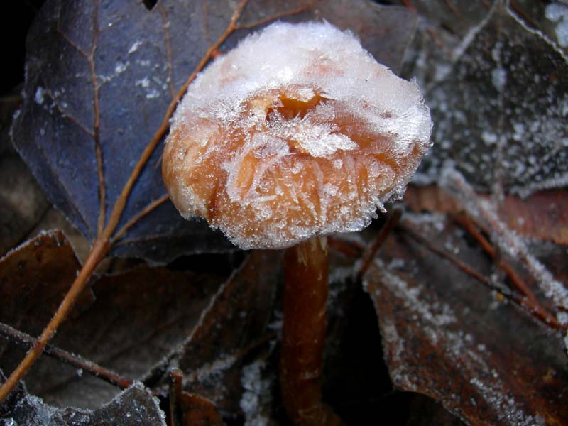A caccia di Pleurotus.....parte2.