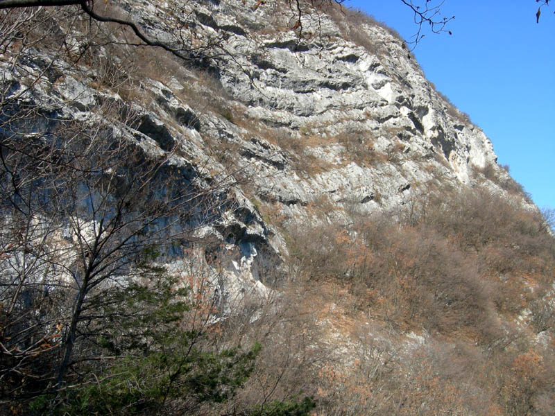 Tracce di ragni e insetti