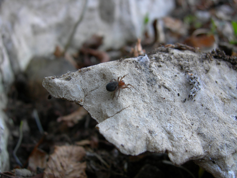 Amaurobius sp.