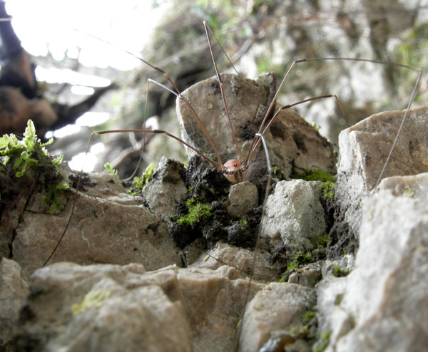 Leiobunum limbatum del Trentino