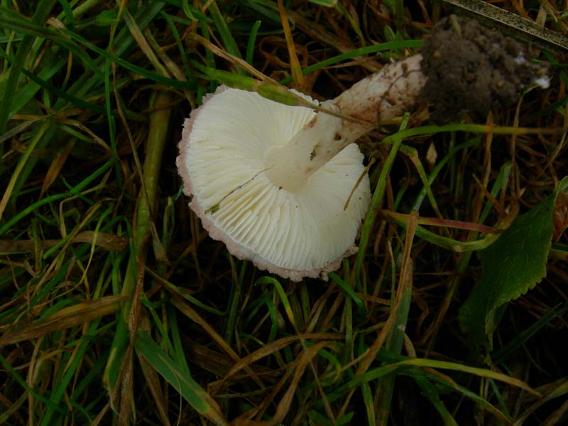 10 funghi da determinare...